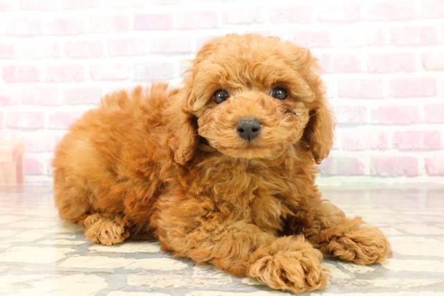 栃木県のトイプードル(トイ) (Coo&RIKU足利店/2025年10月14日生まれ/男の子/レッド)の子犬の3枚目の画像