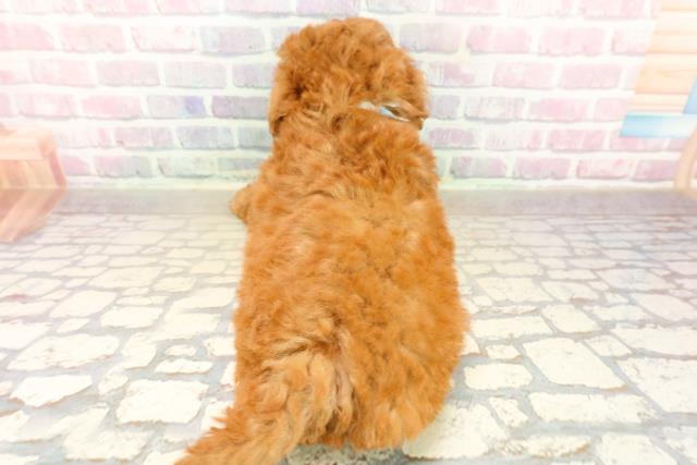 栃木県のトイプードル(トイ) (Coo&RIKU足利店/2025年10月14日生まれ/男の子/レッド)の子犬の4枚目の画像