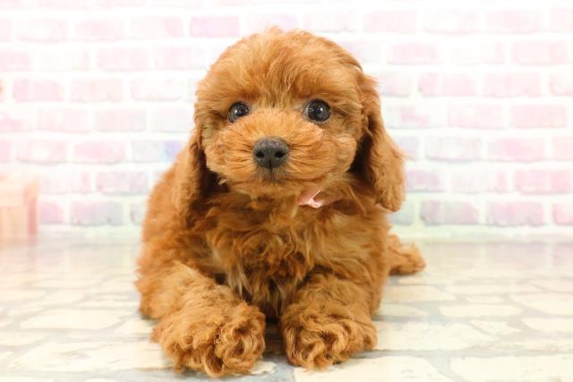 静岡県のトイプードル(トイ) (Coo&RIKU沼津店/2025年10月14日生まれ/女の子/レッド)の子犬の1枚目の画像