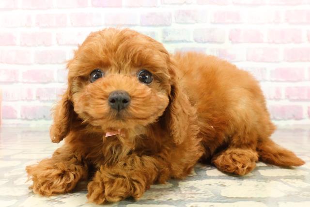 静岡県のトイプードル(トイ) (Coo&RIKU沼津店/2025年10月14日生まれ/女の子/レッド)の子犬の2枚目の画像