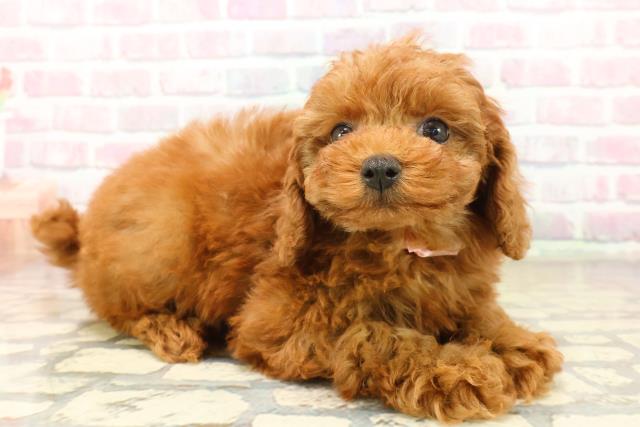 静岡県のトイプードル(トイ) (Coo&RIKU沼津店/2025年10月14日生まれ/女の子/レッド)の子犬の3枚目の画像