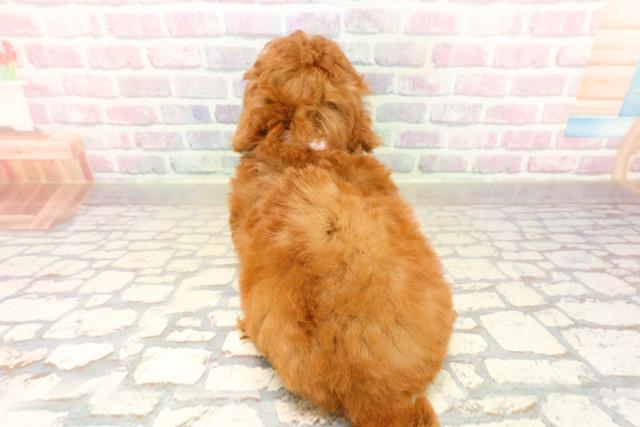 静岡県のトイプードル(トイ) (Coo&RIKU沼津店/2025年10月14日生まれ/女の子/レッド)の子犬の4枚目の画像