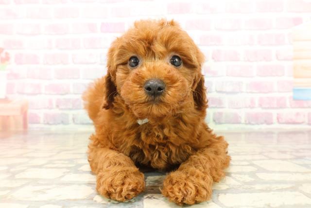 栃木県のトイプードル(トイ) (Coo&RIKU小山店/2025年10月15日生まれ/男の子/レッド)の子犬の1枚目の画像