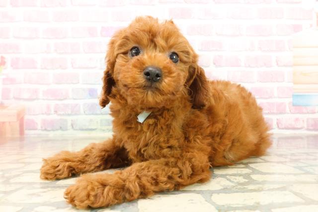 栃木県のトイプードル(トイ) (Coo&RIKU小山店/2025年10月15日生まれ/男の子/レッド)の子犬の2枚目の画像