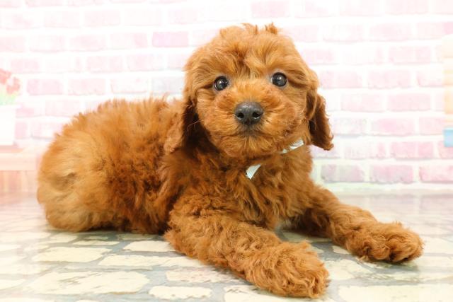 栃木県のトイプードル(トイ) (Coo&RIKU小山店/2025年10月15日生まれ/男の子/レッド)の子犬の3枚目の画像