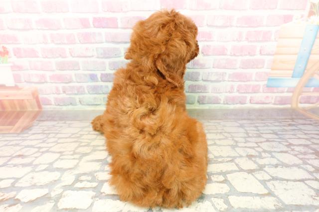 栃木県のトイプードル(トイ) (Coo&RIKU小山店/2025年10月15日生まれ/男の子/レッド)の子犬の4枚目の画像