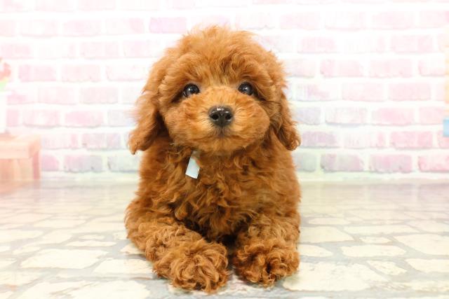 茨城県のトイプードル(トイ) (Coo&RIKU石岡店/2025年10月15日生まれ/男の子/レッド)の子犬