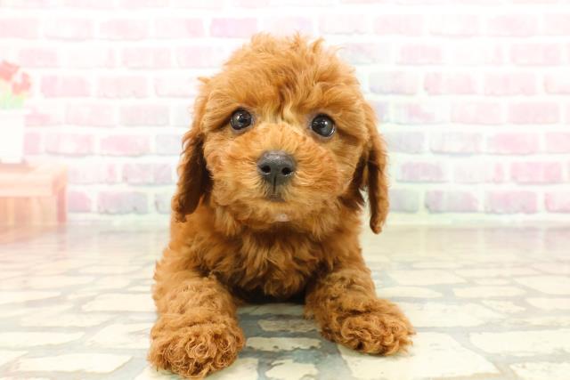 静岡県のトイプードル(トイ) (Coo&RIKU藤枝店/2025年10月15日生まれ/女の子/レッド)の子犬の1枚目の画像