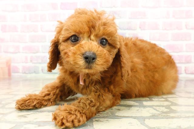 静岡県のトイプードル(トイ) (Coo&RIKU藤枝店/2025年10月15日生まれ/女の子/レッド)の子犬の2枚目の画像