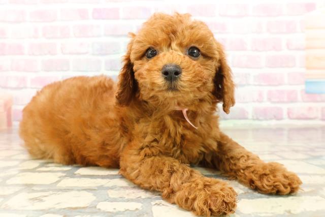 静岡県のトイプードル(トイ) (Coo&RIKU藤枝店/2025年10月15日生まれ/女の子/レッド)の子犬の3枚目の画像