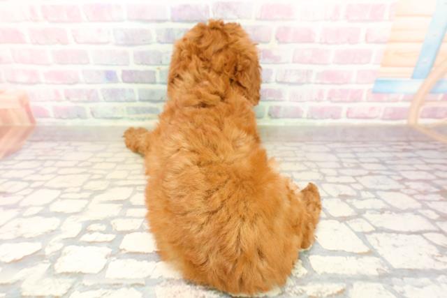 静岡県のトイプードル(トイ) (Coo&RIKU藤枝店/2025年10月15日生まれ/女の子/レッド)の子犬の4枚目の画像