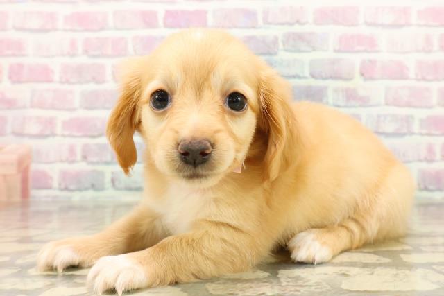 千葉県のチワックス(チワワ×ダックス) (Coo&RIKU若葉都賀店/2025年10月13日生まれ/女の子/クリーム)の子犬の2枚目の画像