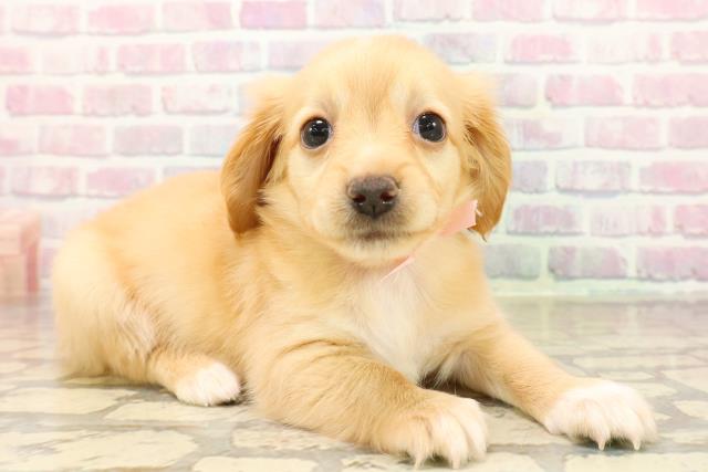 千葉県のチワックス(チワワ×ダックス) (Coo&RIKU若葉都賀店/2025年10月13日生まれ/女の子/クリーム)の子犬の3枚目の画像