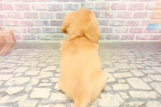 千葉県のチワックス(チワワ×ダックス) (Coo&RIKU若葉都賀店/2025年10月13日生まれ/女の子/クリーム)の子犬の4枚目の画像