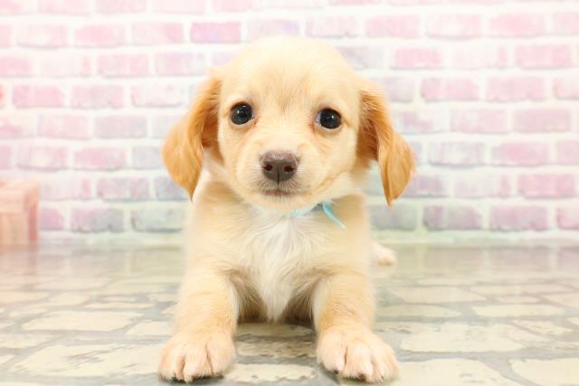 静岡県のチワックス(チワワ×ダックス) (Coo&RIKU富士店/2025年10月13日生まれ/男の子/クリーム)の子犬の1枚目の画像