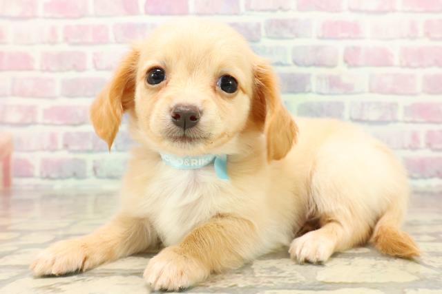 静岡県のチワックス(チワワ×ダックス) (Coo&RIKU富士店/2025年10月13日生まれ/男の子/クリーム)の子犬の2枚目の画像