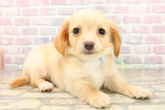 静岡県のチワックス(チワワ×ダックス) (Coo&RIKU富士店/2025年10月13日生まれ/男の子/クリーム)の子犬の3枚目の画像