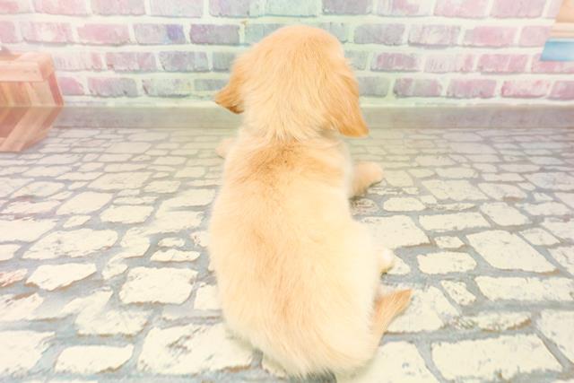 静岡県のチワックス(チワワ×ダックス) (Coo&RIKU富士店/2025年10月13日生まれ/男の子/クリーム)の子犬の4枚目の画像