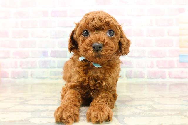 神奈川県のトイプードル(トイ) (Coo&RIKU秦野店/2025年10月14日生まれ/男の子/レッド)の子犬