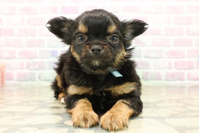 埼玉県のチワワ(ロング) (Coo&RIKUヤオコー幸手店/2025年10月8日生まれ/男の子/ブラックタンホワイト)の子犬の1枚目の画像