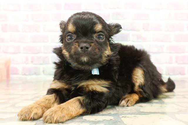 埼玉県のチワワ(ロング) (Coo&RIKUヤオコー幸手店/2025年10月8日生まれ/男の子/ブラックタンホワイト)の子犬の2枚目の画像