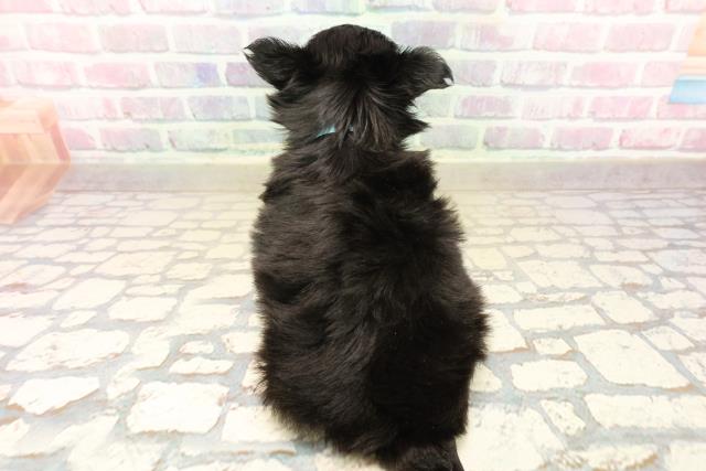 埼玉県のチワワ(ロング) (Coo&RIKUヤオコー幸手店/2025年10月8日生まれ/男の子/ブラックタンホワイト)の子犬の4枚目の画像