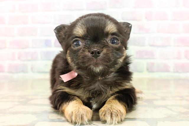 東京都のチワワ(ロング) (Coo&RIKU江戸川店/2025年10月8日生まれ/女の子/ブラックタンホワイト)の子犬