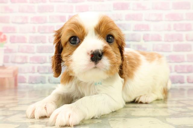 千葉県のキャバリアキングチャールズスパニエル (Coo&RIKUアクロスモール新鎌ケ谷店/2025年10月15日生まれ/男の子/ブレンハイム)の子犬の2枚目の画像