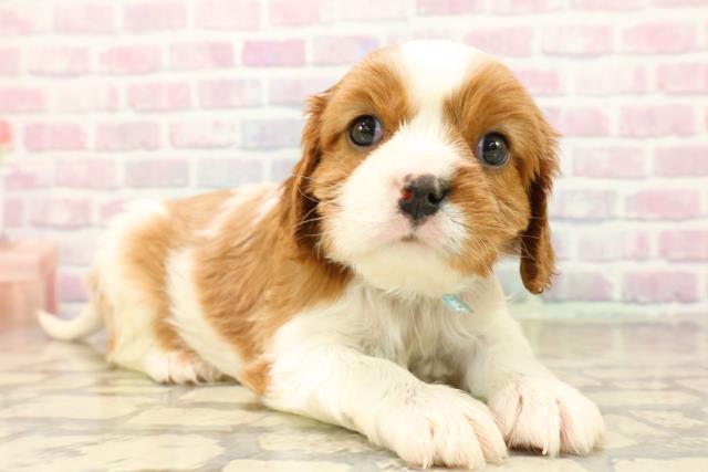 千葉県のキャバリアキングチャールズスパニエル (Coo&RIKUアクロスモール新鎌ケ谷店/2025年10月15日生まれ/男の子/ブレンハイム)の子犬の3枚目の画像