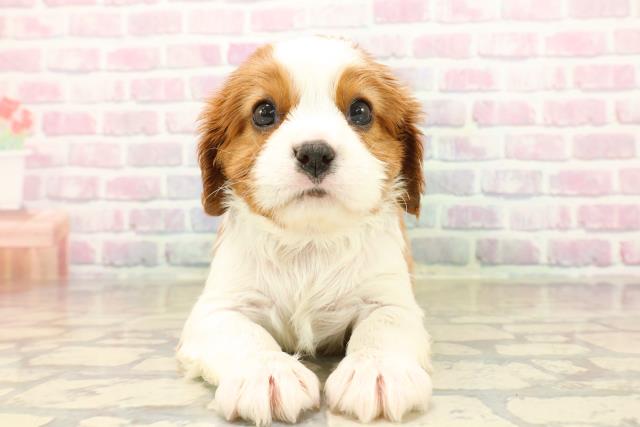 東京都のキャバリアキングチャールズスパニエル (Coo&RIKU池袋西口店/2025年10月15日生まれ/男の子/ブレンハイム)の子犬の1枚目の画像