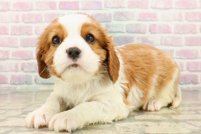 東京都のキャバリアキングチャールズスパニエル (Coo&RIKU池袋西口店/2025年10月15日生まれ/男の子/ブレンハイム)の子犬の2枚目の画像