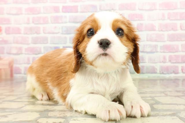 東京都のキャバリアキングチャールズスパニエル (Coo&RIKU池袋西口店/2025年10月15日生まれ/男の子/ブレンハイム)の子犬の3枚目の画像