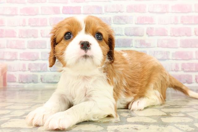 千葉県のキャバリアキングチャールズスパニエル (Coo&RIKUフレスポ稲毛店/2025年10月15日生まれ/女の子/ブレンハイム)の子犬の2枚目の画像