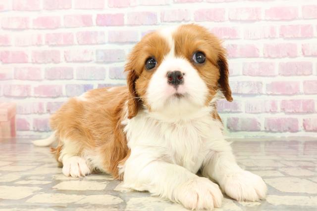 千葉県のキャバリアキングチャールズスパニエル (Coo&RIKUフレスポ稲毛店/2025年10月15日生まれ/女の子/ブレンハイム)の子犬の3枚目の画像