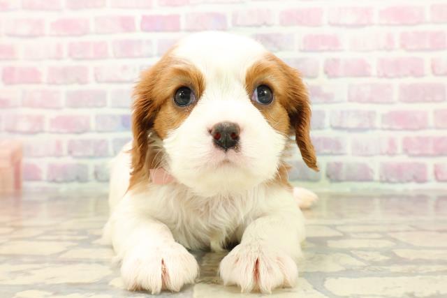静岡県のキャバリアキングチャールズスパニエル (Coo&RIKU浜松店/2025年10月15日生まれ/女の子/ブレンハイム)の子犬の1枚目の画像