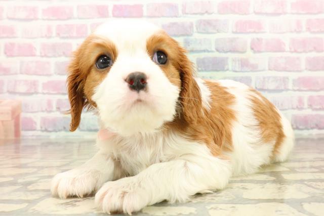 静岡県のキャバリアキングチャールズスパニエル (Coo&RIKU浜松店/2025年10月15日生まれ/女の子/ブレンハイム)の子犬の2枚目の画像