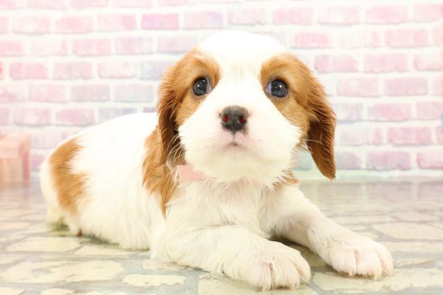 静岡県のキャバリアキングチャールズスパニエル (Coo&RIKU浜松店/2025年10月15日生まれ/女の子/ブレンハイム)の子犬の3枚目の画像