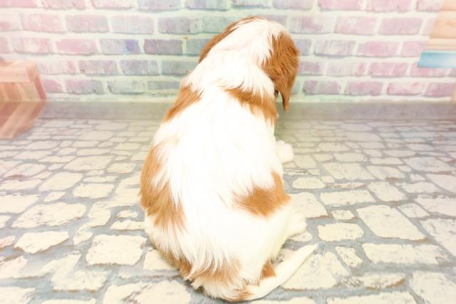 静岡県のキャバリアキングチャールズスパニエル (Coo&RIKU浜松店/2025年10月15日生まれ/女の子/ブレンハイム)の子犬の4枚目の画像