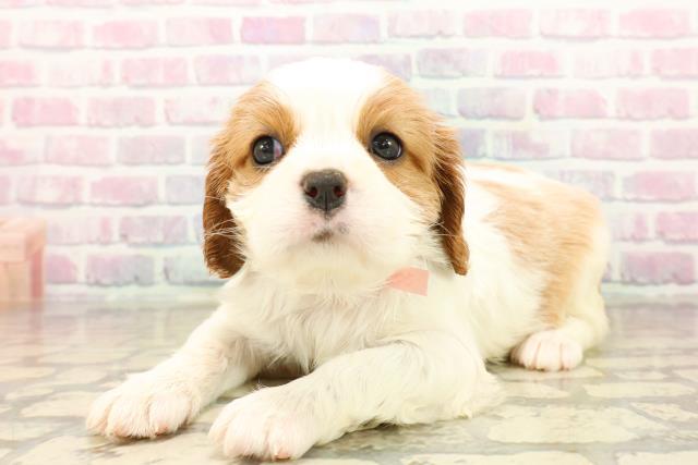 静岡県のキャバリアキングチャールズスパニエル (Coo&RIKU掛川店/2025年10月15日生まれ/女の子/ブレンハイム)の子犬の2枚目の画像