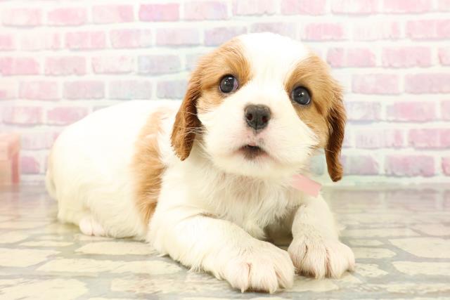 静岡県のキャバリアキングチャールズスパニエル (Coo&RIKU掛川店/2025年10月15日生まれ/女の子/ブレンハイム)の子犬の3枚目の画像