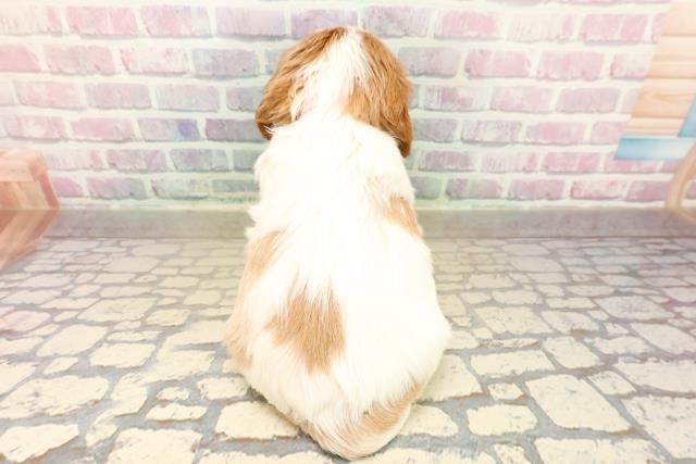 静岡県のキャバリアキングチャールズスパニエル (Coo&RIKU掛川店/2025年10月15日生まれ/女の子/ブレンハイム)の子犬の4枚目の画像