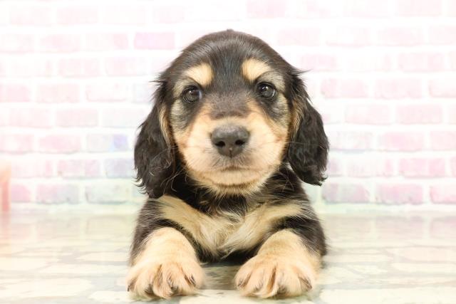 東京都のカニンヘンダックスフンド(ロング) (Coo&RIKU池袋西口店/2025年10月14日生まれ/男の子/ブラックイエロー)の子犬の1枚目の画像