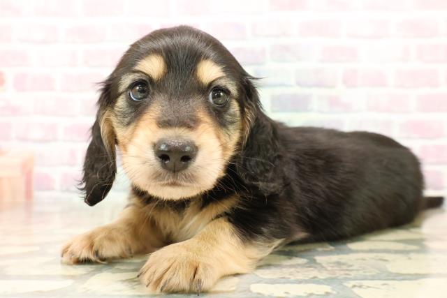 東京都のカニンヘンダックスフンド(ロング) (Coo&RIKU池袋西口店/2025年10月14日生まれ/男の子/ブラックイエロー)の子犬の2枚目の画像