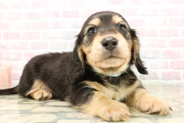 東京都のカニンヘンダックスフンド(ロング) (Coo&RIKU池袋西口店/2025年10月14日生まれ/男の子/ブラックイエロー)の子犬の3枚目の画像