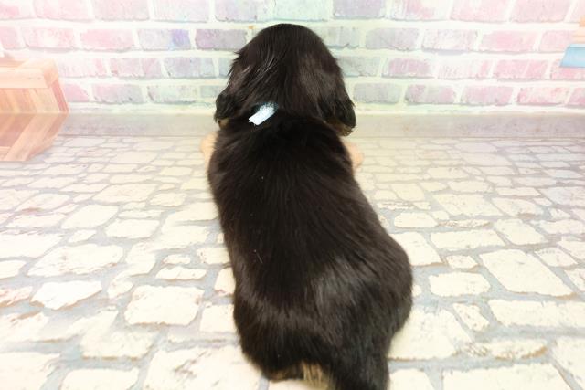 東京都のカニンヘンダックスフンド(ロング) (Coo&RIKU池袋西口店/2025年10月14日生まれ/男の子/ブラックイエロー)の子犬の4枚目の画像