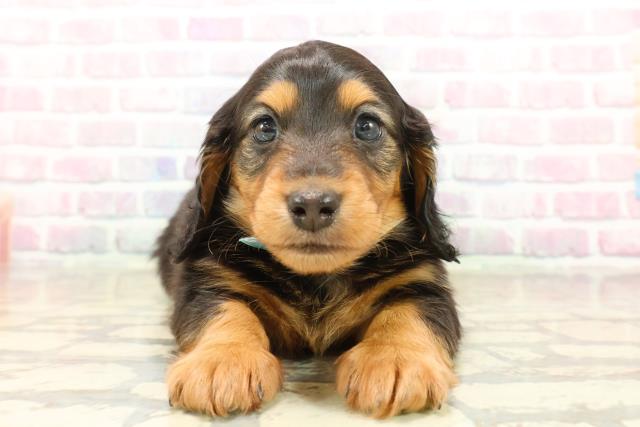 東京都のカニンヘンダックスフンド(ロング) (Coo&RIKU三軒茶屋店/2025年10月14日生まれ/男の子/ブラックタン)の子犬の1枚目の画像