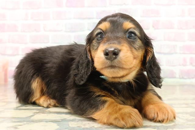 東京都のカニンヘンダックスフンド(ロング) (Coo&RIKU三軒茶屋店/2025年10月14日生まれ/男の子/ブラックタン)の子犬の3枚目の画像