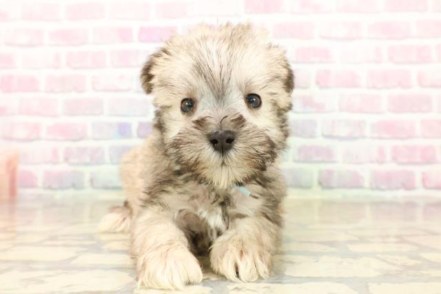 群馬県のシュナマル/マルシュナ(シュナウザー×マルチーズ) (Coo&RIKUDCM館林店/2025年10月15日生まれ/男の子/ソルトペッパー)の子犬の1枚目の画像