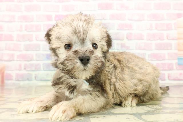 群馬県のシュナマル/マルシュナ(シュナウザー×マルチーズ) (Coo&RIKUDCM館林店/2025年10月15日生まれ/男の子/ソルトペッパー)の子犬の2枚目の画像