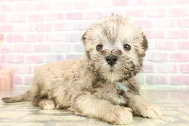 群馬県のシュナマル/マルシュナ(シュナウザー×マルチーズ) (Coo&RIKUDCM館林店/2025年10月15日生まれ/男の子/ソルトペッパー)の子犬の3枚目の画像